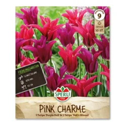 Tulipan 'Pink Charme'