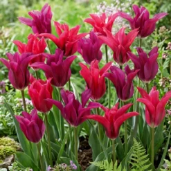 Tulipan 'Pink Charme'