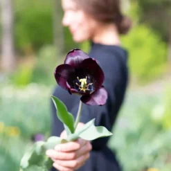Tulipan 'Queen of Night'