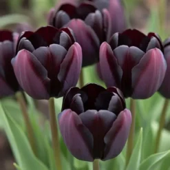 Tulipan 'Queen of Night'