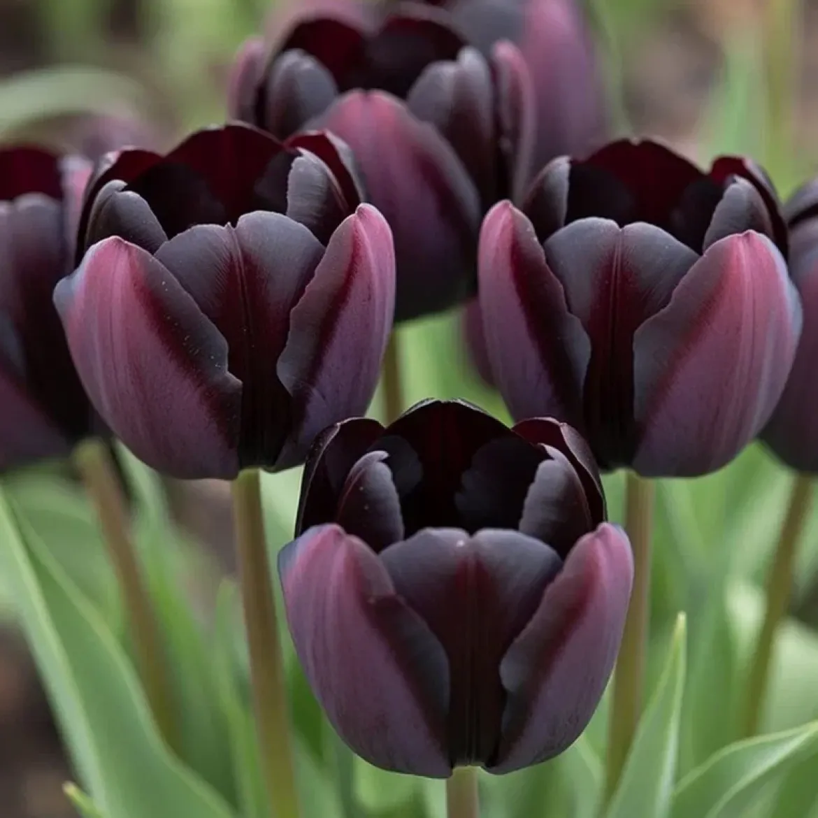 Tulipan 'Queen of Night'