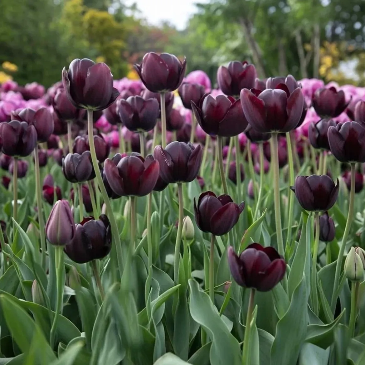 Tulipan 'Queen of Night'