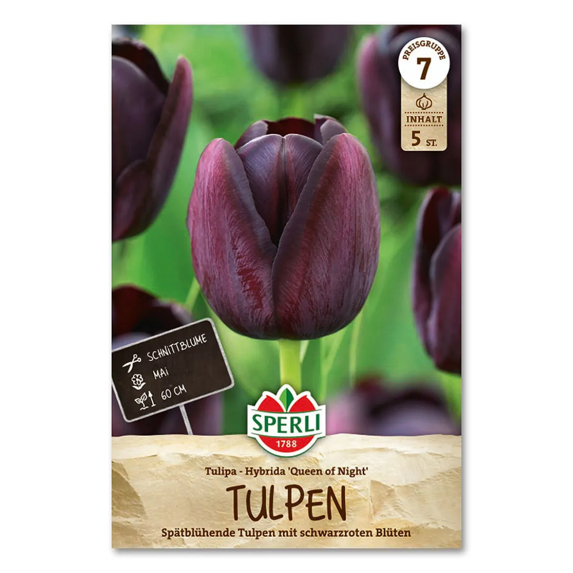 Tulipan 'Queen of Night'