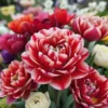 Tulipan 'Rosentulipan'