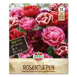 Tulipan 'Rosentulipan'
