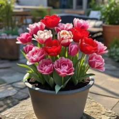 Tulipan 'Rosentulipan'