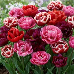 Tulipan 'Rosentulipan'
