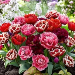 Tulipan 'Rosentulipan'