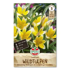 Tulipan 'Tarda'
