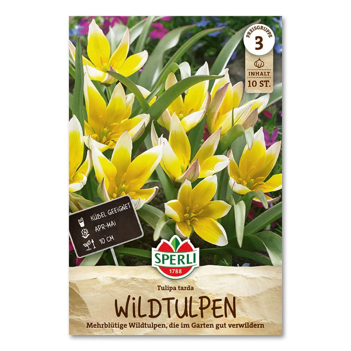 Tulipan 'Tarda'