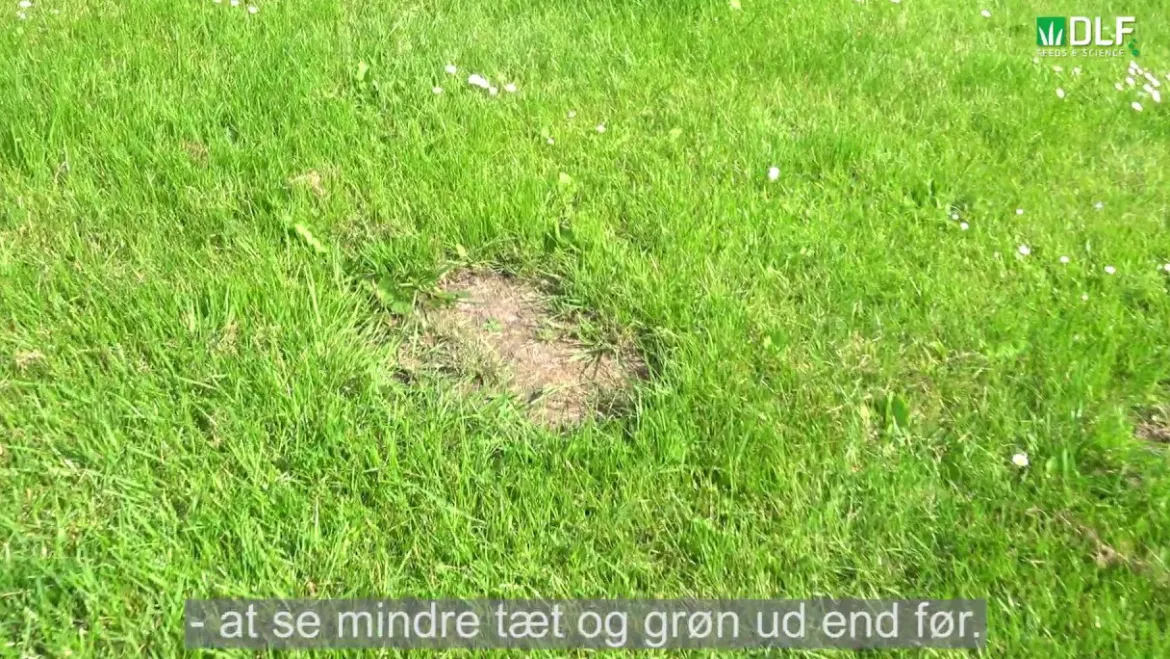 Turfline "After Moss" græsfrø - 0,1 kg.