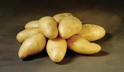 Twister Økologiske læggekartofler - 1,5 kg. (tidlig/middel)