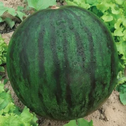 Vandmelon frø, Sugar baby