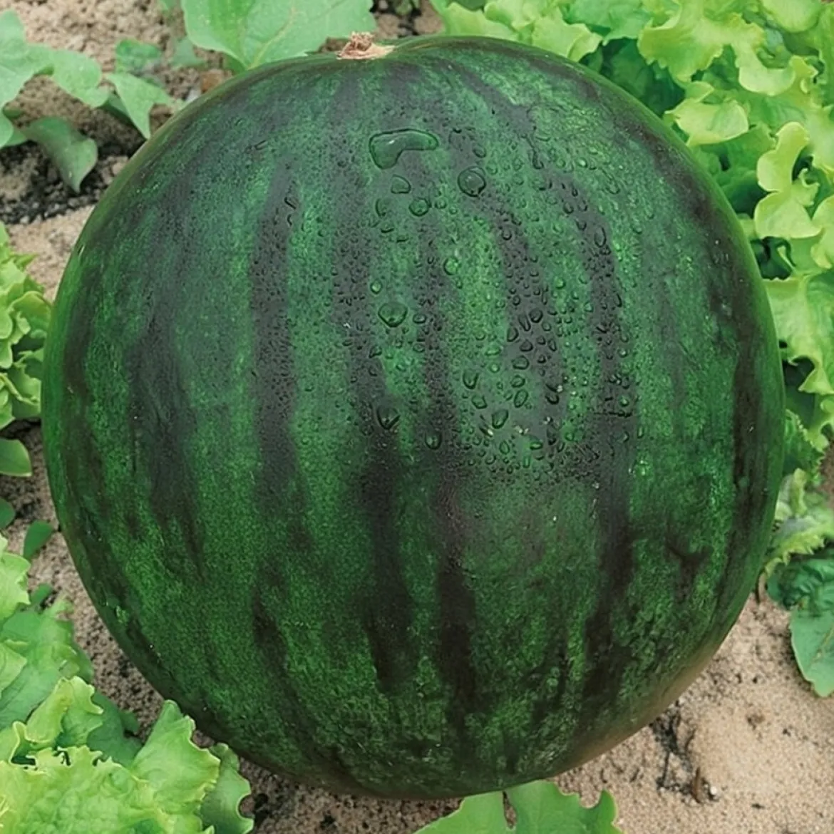 Vandmelon frø, Sugar baby