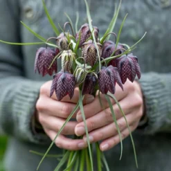 Vibeæg, Fritillaria Meleagris - 15 løg