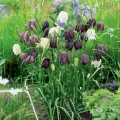Vibeæg, Fritillaria Meleagris - 15 løg