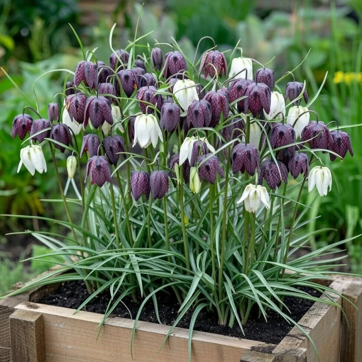 Vibeæg, Fritillaria Meleagris - 15 løg