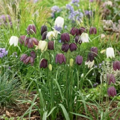 Vibeæg 'Fritillaria Meleagris'