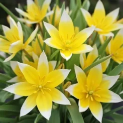 Vild dværgtulipan, Tulipa tarda - 10 løg