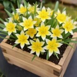 Vild dværgtulipan, Tulipa tarda - 10 løg